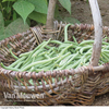Dwarf Bean 