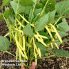 Dwarf Bean 
