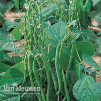 Dwarf Bean 