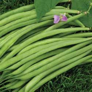 Dwarf Bean 
