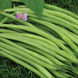 Dwarf Bean 