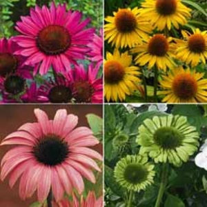 Echinacea Collection - 4 bareroot plants - 1 of each variety