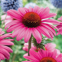 Echinacea 