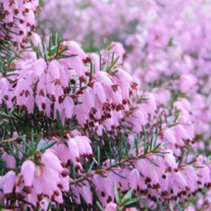 Erica x darleyensis 