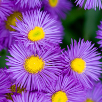Erigeron 