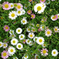 Erigeron 