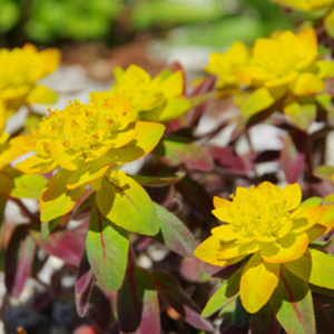 Euphorbia polychroma 
