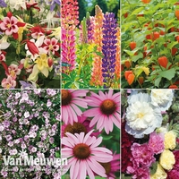 Everlasting Perennial Collection