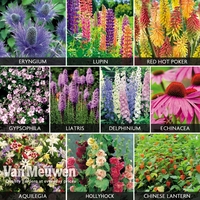 Everlasting Perennial Collection