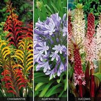 Exotic Garden Collection - 9 plants - 3 of each variety