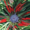 Fascicularia bicolour - 2 X 13cm pots