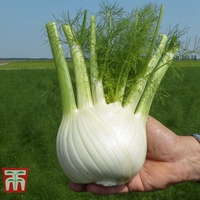 Fennel 