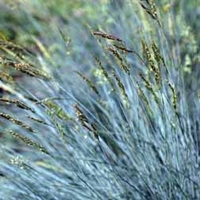 Festuca glauca (Large Plant) - 2 festuca plants in 1 litre pots