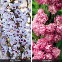 Flowering Cherry Collection - 2 cherry plants in 9cm pots - 1 of each variety