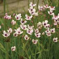 Flowering Rush - 1 plant in 9cm pot