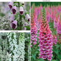 Foxglove Collection