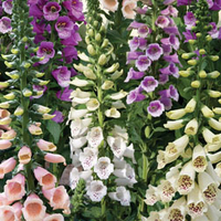 Foxglove 