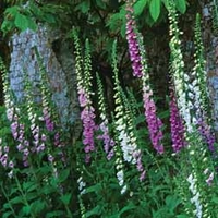 Foxglove 