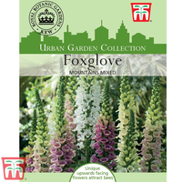 Foxglove 