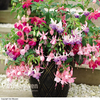 Fuchsia 