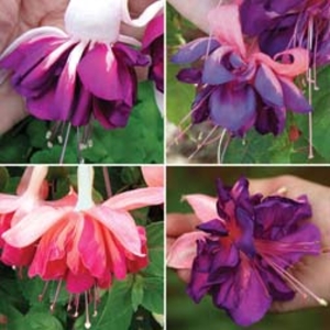 Fuchsia Giant Marbled Collection - 20 plug plants - 5 of each variety