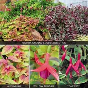Fuchsia Ground Cover Collection - 15 plug plants - 5 of each variety
