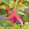 Fuchsia Willow Tinsdale - 5 plug plants