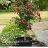 Fuchsia 
