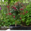 Fuchsia 