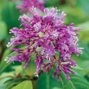 Fuchsia arborescens - 1 fuchsia plug plant