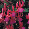 Fuchsia 