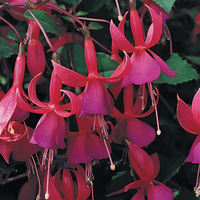 Fuchsia 