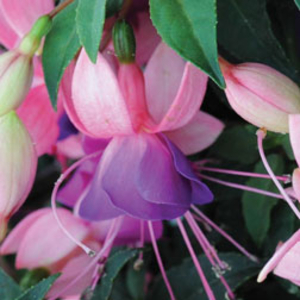 Fuchsia 