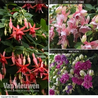 Fuchsia 