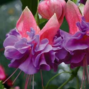 Fuchsia 