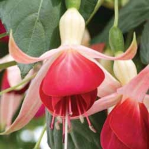 Fuchsia 