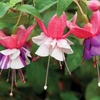 Fuchsia 