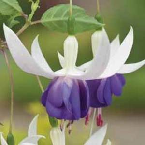 Fuchsia 