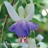 Fuchsia 