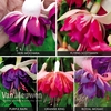 Fuchsia 