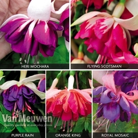 Fuchsia 