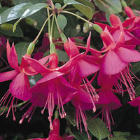 Fuchsia 