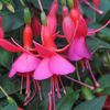 Fuchsia 