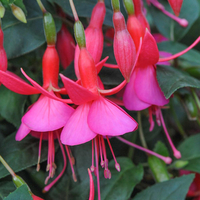 Fuchsia 