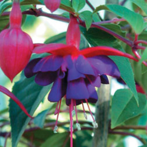 Fuchsia 