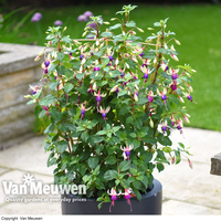 Fuchsia 