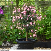 Fuchsia 