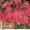 Fuchsia 