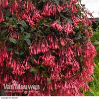 Fuchsia 