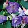 Fuchsia 
